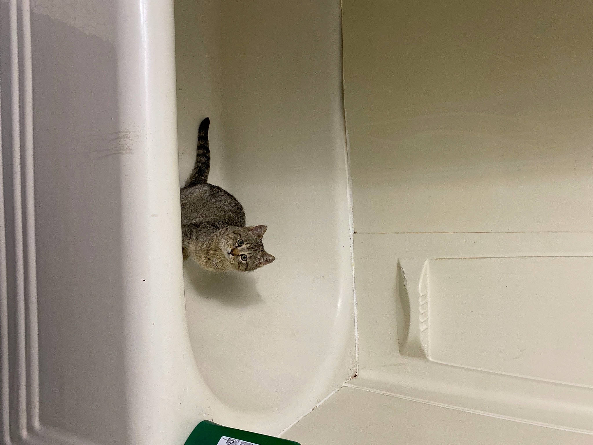 Goomba joined the competition — help win amazing prizes! ceiling, domestic_short_haired_cat, door_handle, felidae, fin, fish, mechanical_fan, reptile, room, small_to_medium_sized_cats, tail, whiskers, wildlife, window_covering, wood