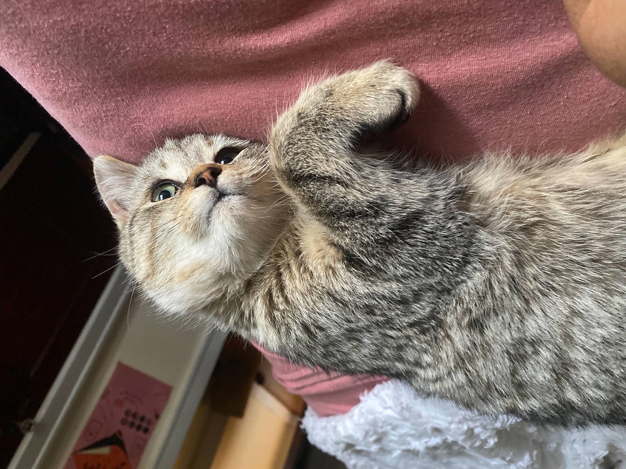 Goomba joined the competition — help win amazing prizes! carnivore, cat, claw, comfort, domestic_short_haired_cat, felidae, fur, gesture, grey, nap, paw, sleep, small_to_medium_sized_cats, snout, tail, terrestrial_animal, vertebrate, whiskers