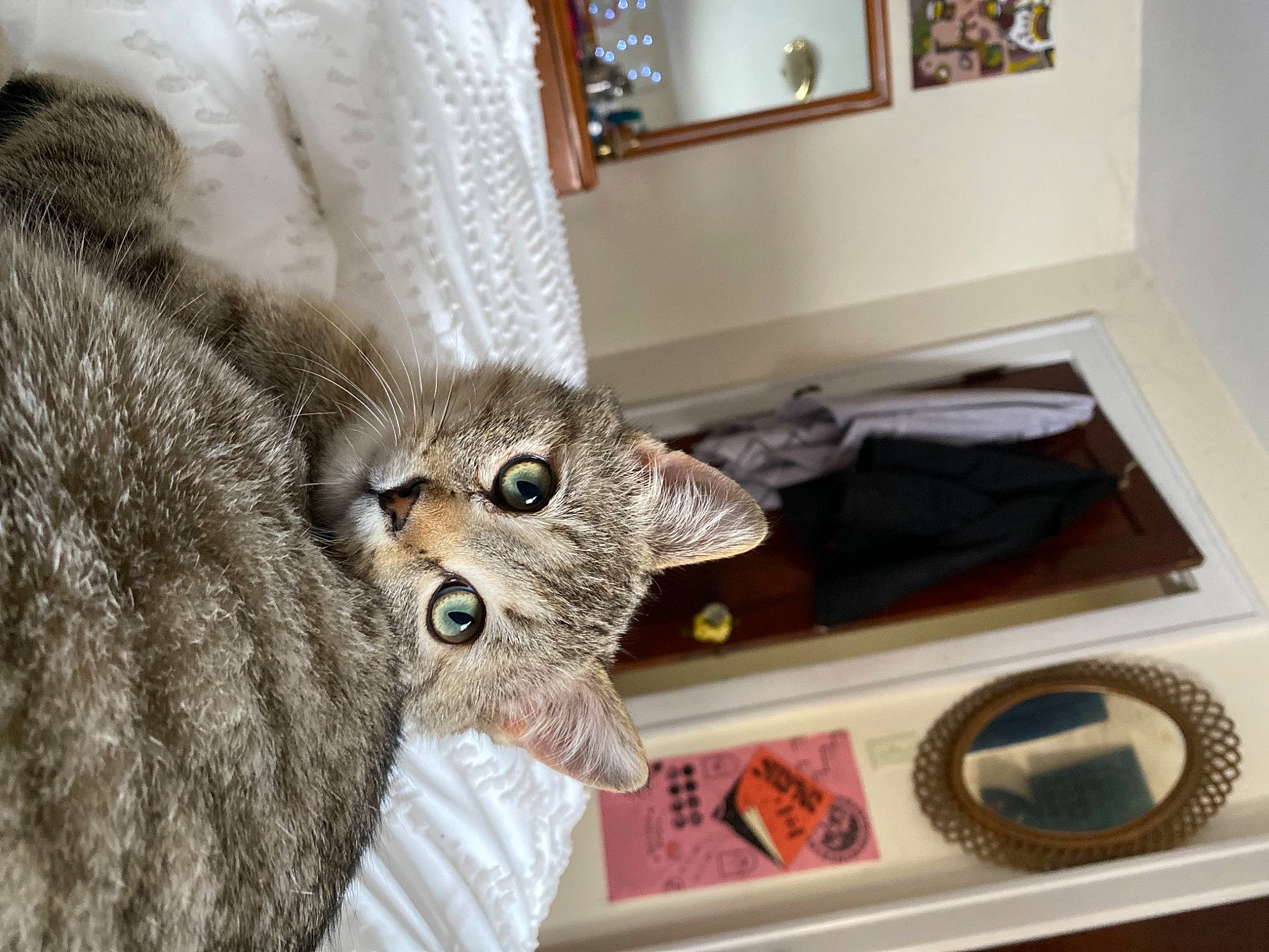 Goomba joined the competition — help win amazing prizes! bed, carnivore, cat, cat_supply, chair, comfort, couch, domestic_short_haired_cat, fawn, felidae, flooring, fur, hardwood, picture_frame, room, small_to_medium_sized_cats, tail, whiskers, window, wood