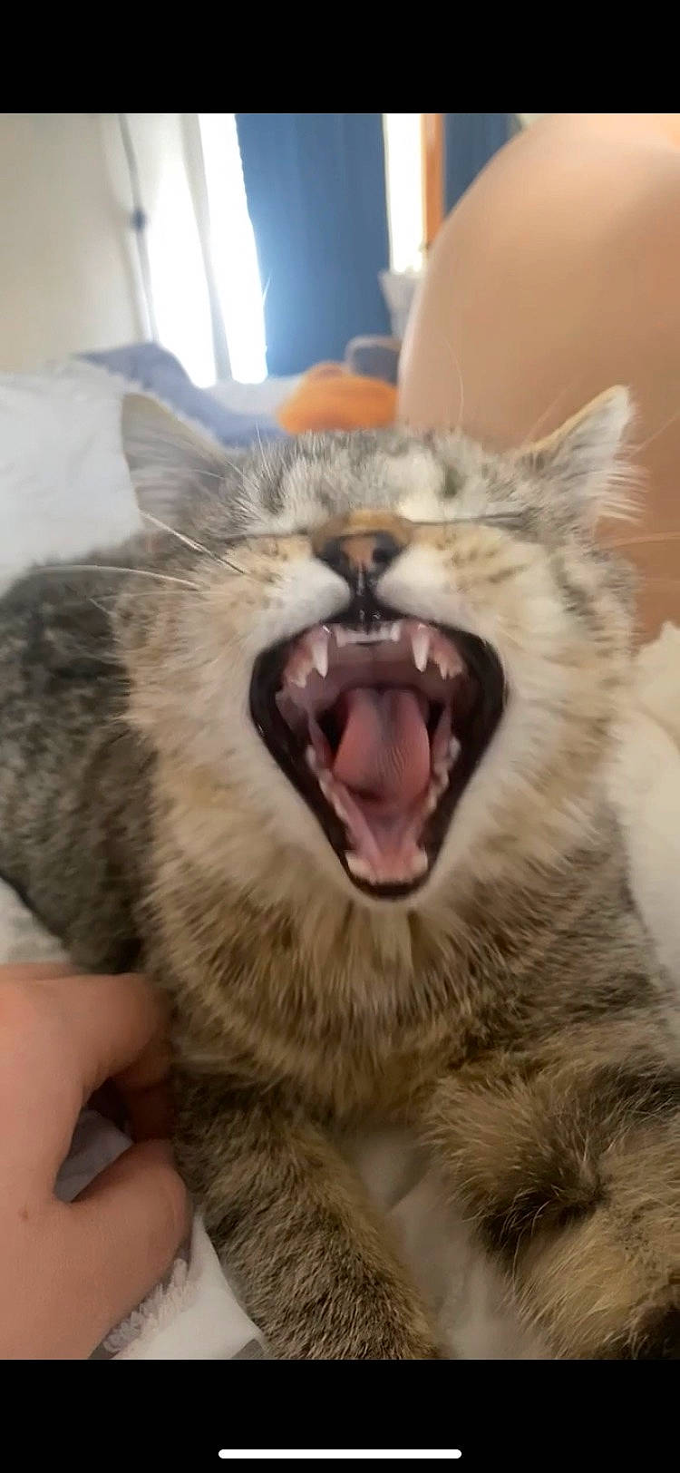 Goomba is registered to the contest to win money with this photo: carnivore, cat, claw, domestic_short_haired_cat, fang, felidae, fur, gesture, jaw, nail, paw, roar, shout, small_to_medium_sized_cats, snout, terrestrial_animal, tooth, whiskers, wildlife, yawn