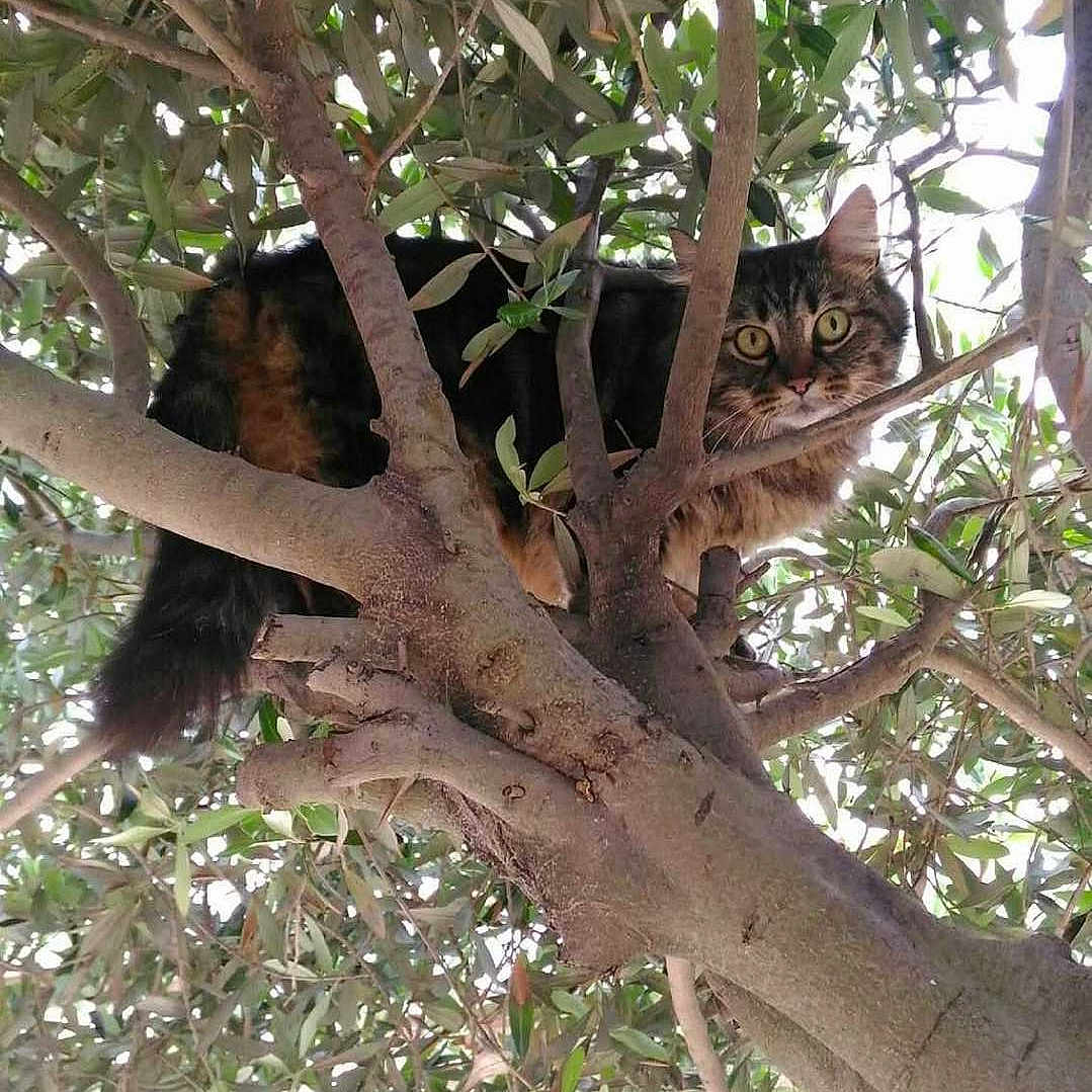 Nala a rejoint le concours — aidez-le/la à gagner de superbes lots ! alert, animal, branches, cat, closeup, curious, daylight, eyes, feline, fur, greenery, leaves, looking, nature, outdoor, perched, pet, tabby_cat, tree, wildlife
