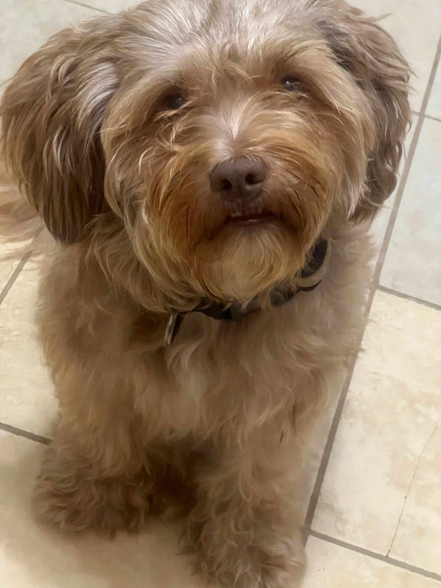 Poocho joined the competition — help win amazing prizes! dog, pet, fluffy, curly_hair, brown, sitting, indoor, tile_floor, canine, fur, collar, close_up, animal, cute, domestic_animal, mammal, looking_up, companion, friendly, portrait