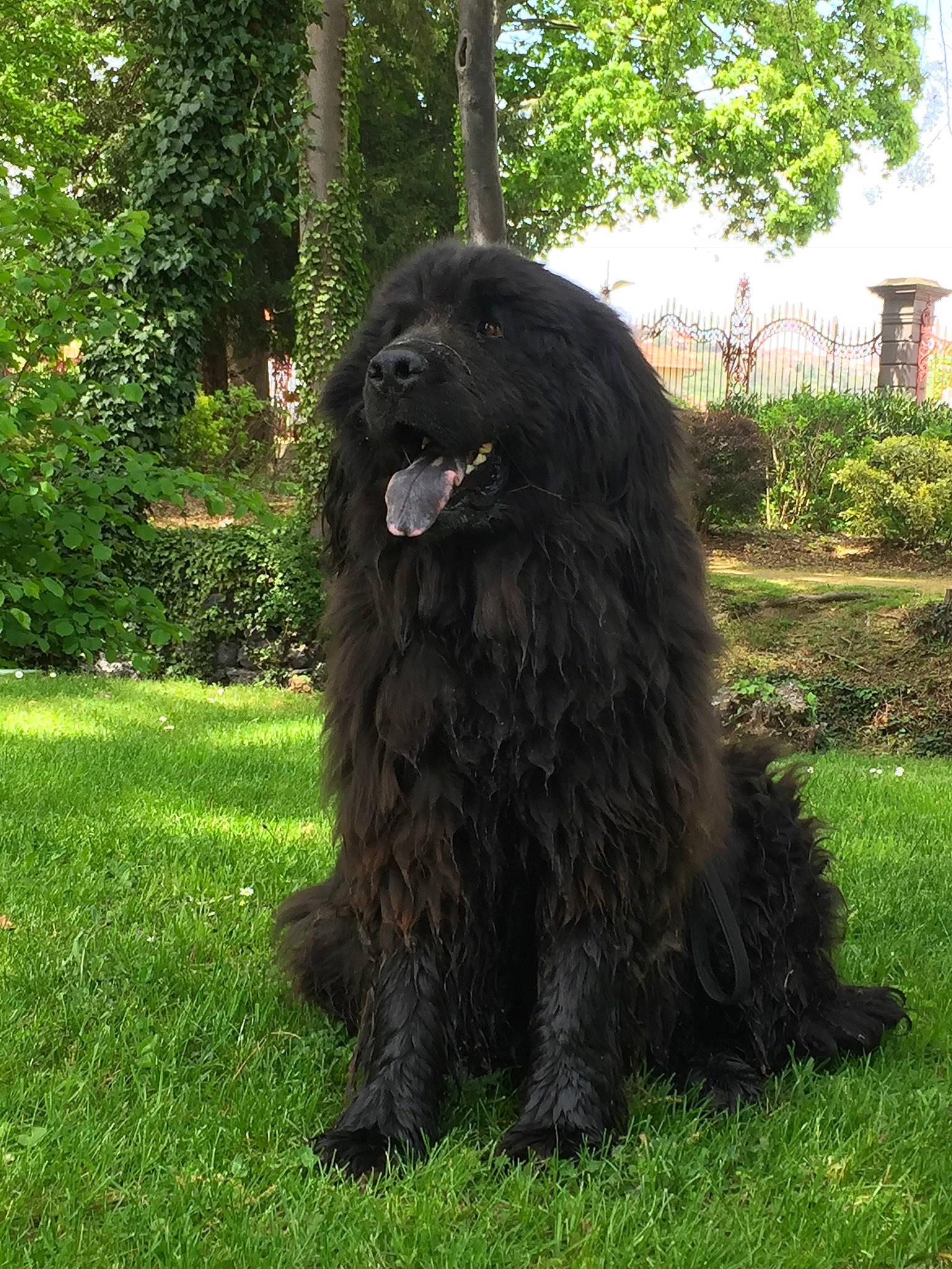 Dakota participe au concours pour gagner de l'argent avec cette photo : ancient_dog_breeds, barbet, black_russian_terrier, bouvier_des_flandres, canidae, cao_da_serra_de_aires, carnivore, companion_dog, dog, dog_breed, giant_dog_breed, mammal, newfoundland, sporting_group, terrier, vertebrate