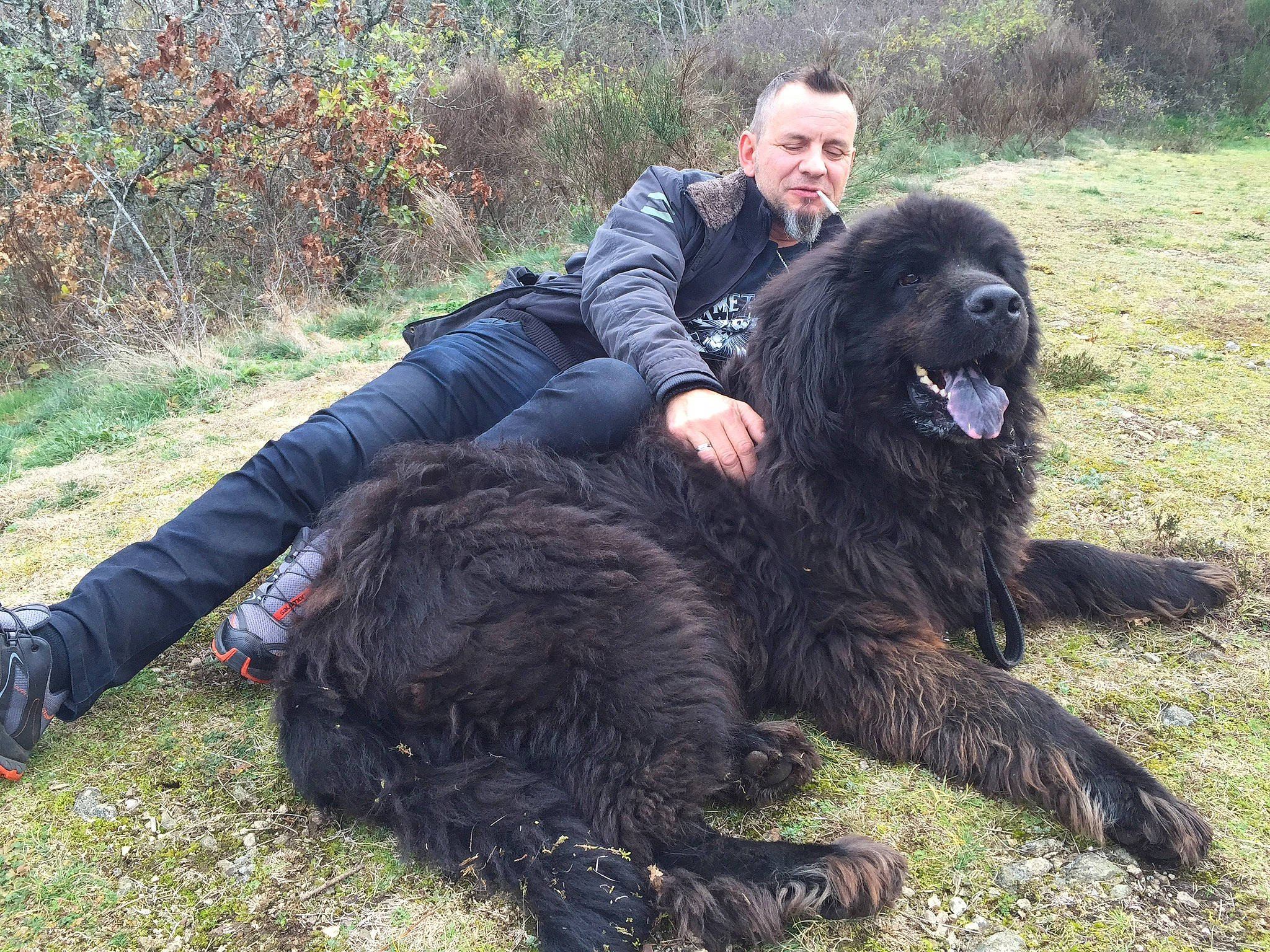 Dakota a rejoint le concours — aidez-le/la à gagner de superbes lots ! canidae, carnivore, caucasian_shepherd_dog, companion_dog, dog, dog_breed, giant_dog_breed, mammal, newfoundland, spaniel, sporting_group, vertebrate, working_dog
