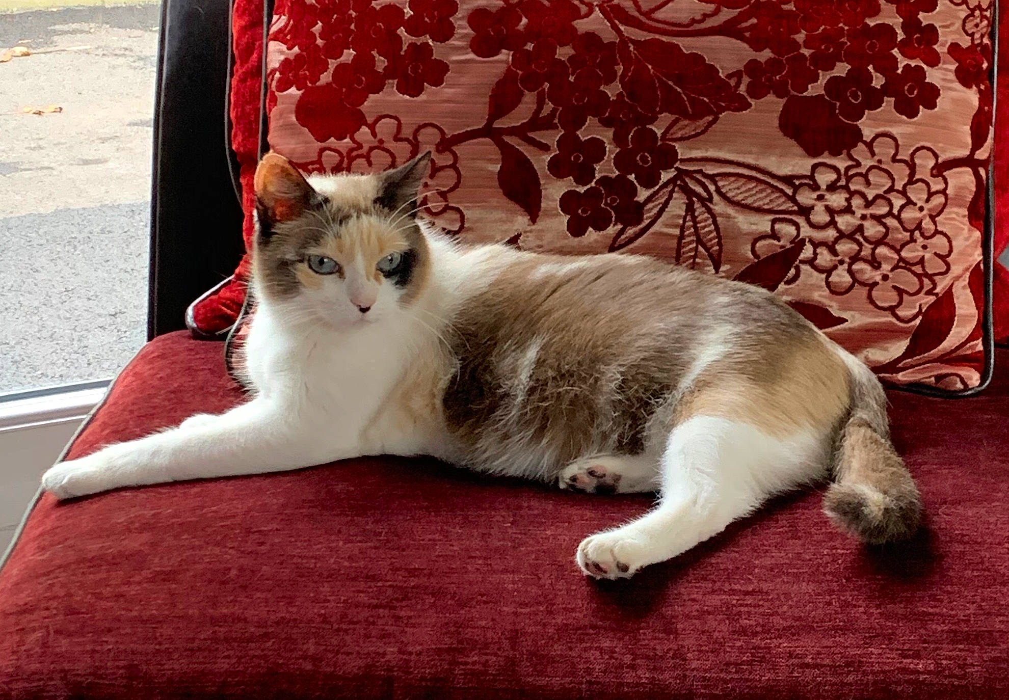 Mimine a rejoint le concours — aidez-le/la à gagner de superbes lots ! aegean_cat, american_wirehair, asian, burmilla, carnivore, cat, domestic_short_haired_cat, european_shorthair, felidae, fur, kitten, mammal, paw, polydactyl_cat, small_to_medium_sized_cats, tail, whiskers