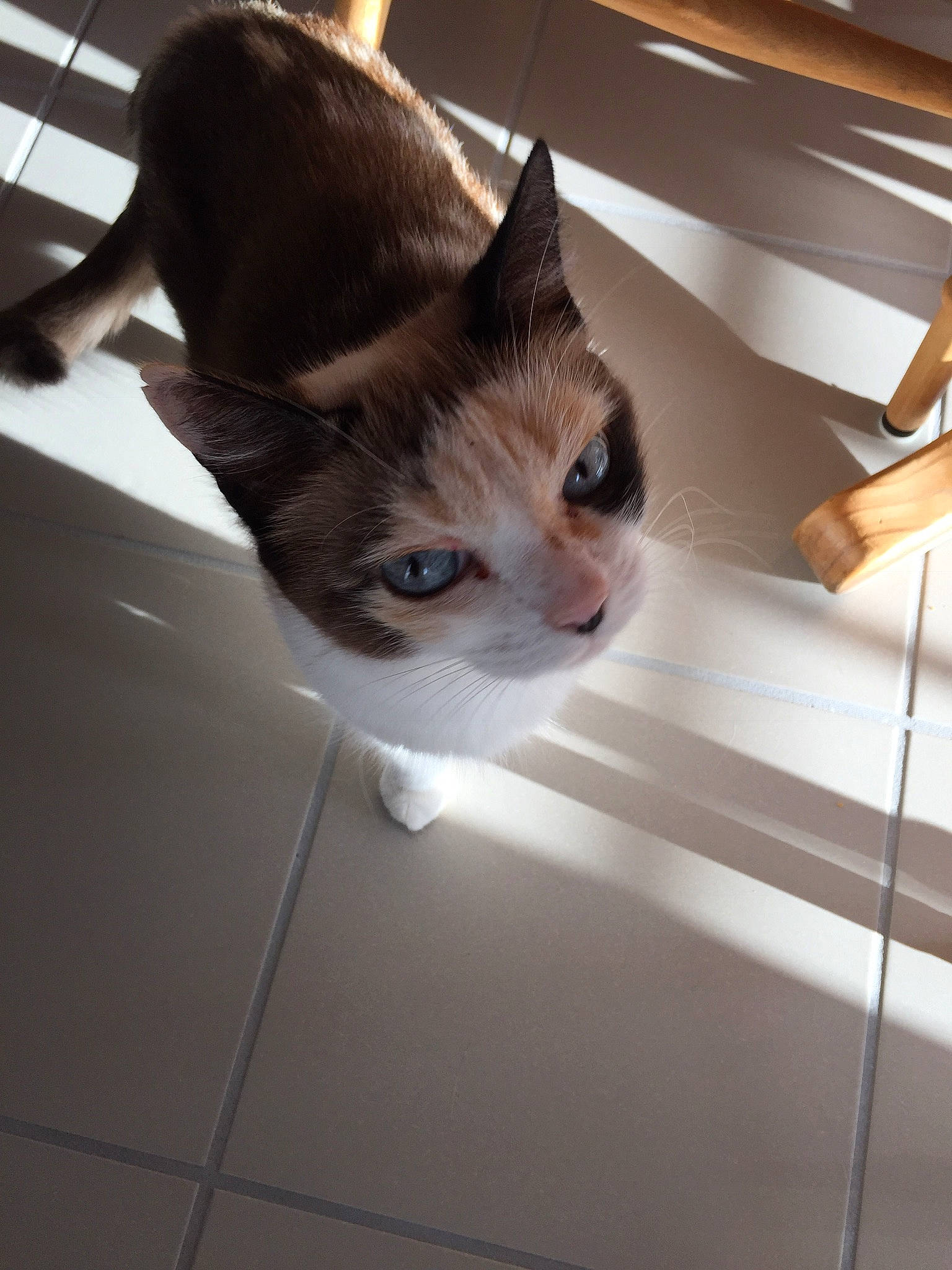 Mimine participe au concours pour gagner de l'argent avec cette photo : carnivore, cat, domestic_short_haired_cat, european_shorthair, fawn, felidae, floor, fur, kitten, ojos_azules, small_to_medium_sized_cats, tonkinese, whiskers