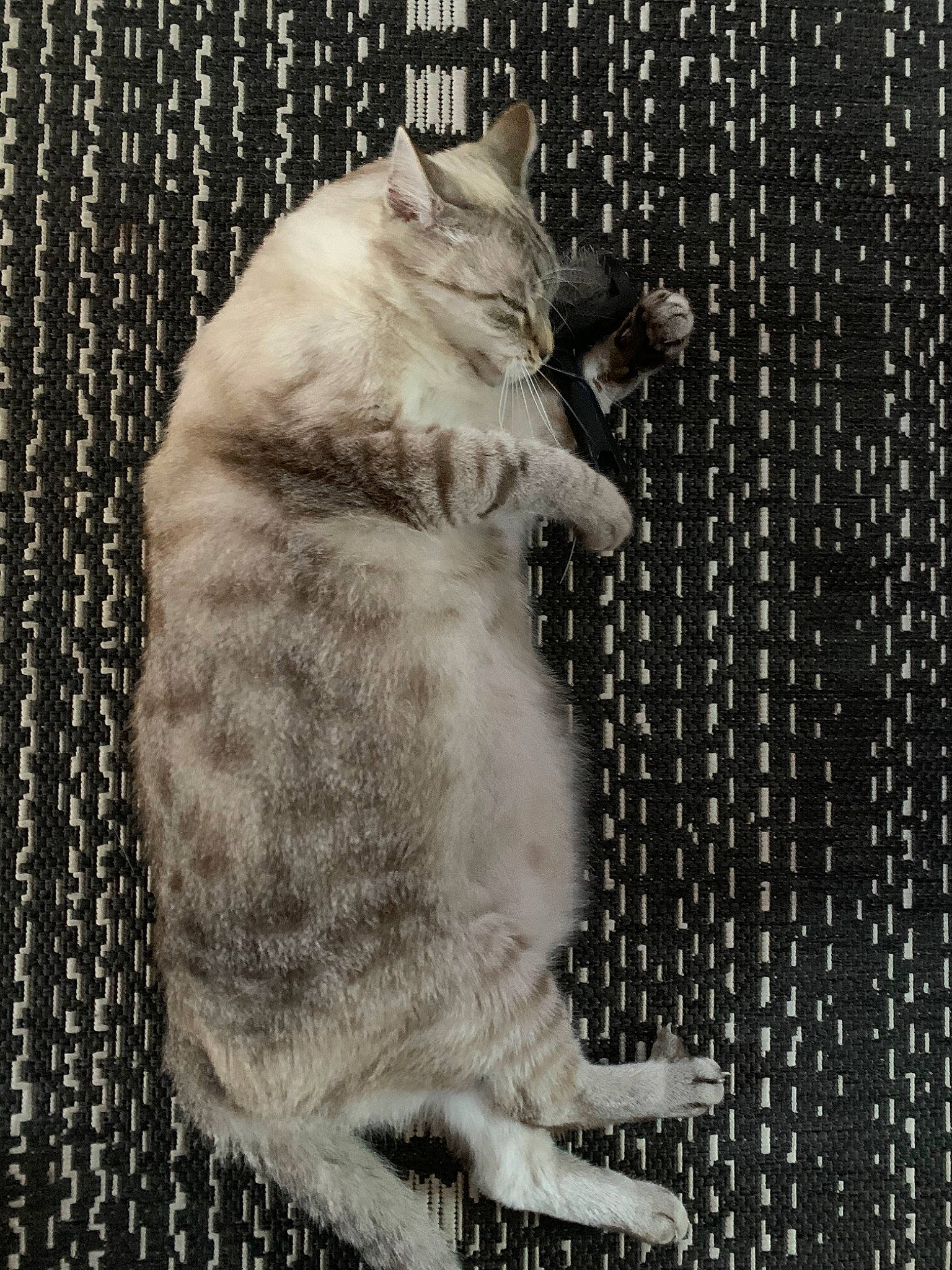 Hindy a rejoint le concours — aidez-le/la à gagner de superbes lots ! asian, british_shorthair, burmilla, carnivore, cat, domestic_short_haired_cat, european_shorthair, felidae, fur, small_to_medium_sized_cats, tabby_cat, tail, tonkinese, whiskers