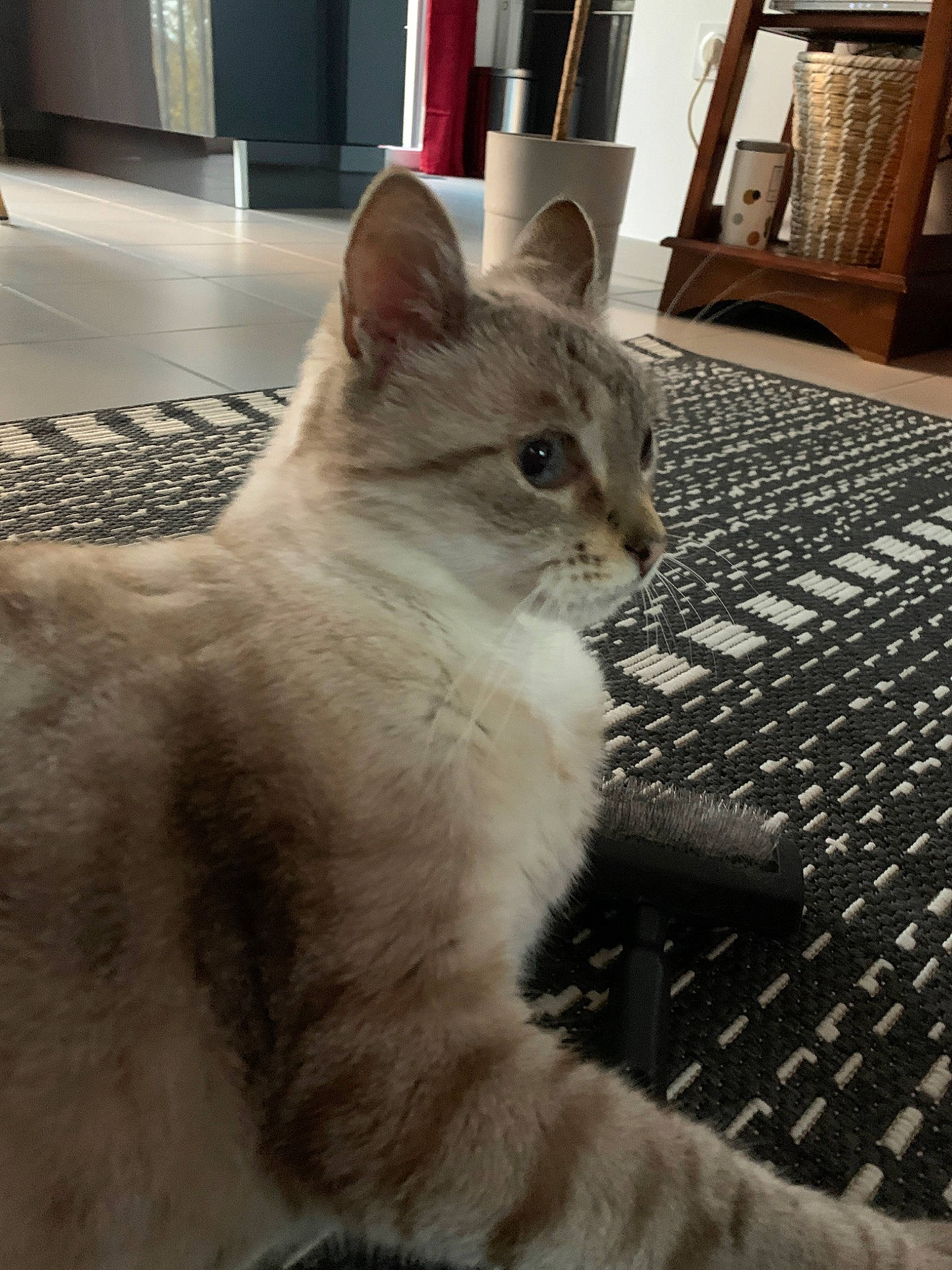 Hindy a rejoint le concours — aidez-le/la à gagner de superbes lots ! aegean_cat, asian, asian_semi_longhair, burmilla, carnivore, cat, domestic_long_haired_cat, domestic_short_haired_cat, european_shorthair, fawn, felidae, kitten, mammal, ojos_azules, ragdoll, singapura, small_to_medium_sized_cats, turkish_angora, vertebrate, whiskers