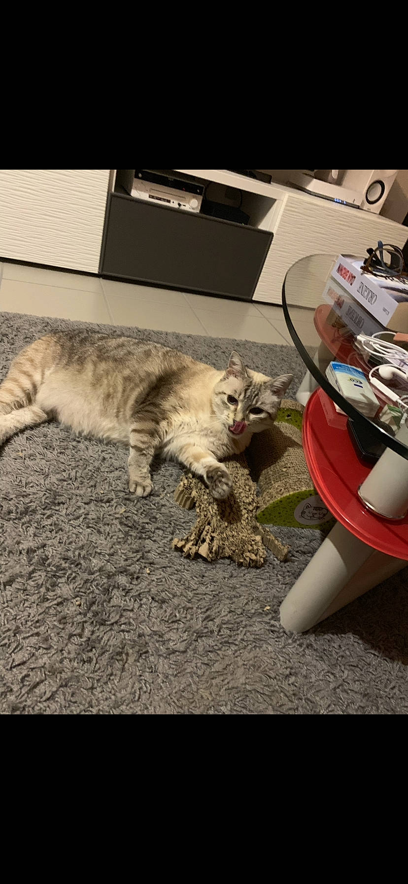 Hindy participe au concours pour gagner de l'argent avec cette photo : american_curl, american_shorthair, asian, carnivore, cat, claw, domestic_short_haired_cat, dragon_li, european_shorthair, felidae, fur, kitten, maine_coon, pixie_bob, siberian, small_to_medium_sized_cats, tabby_cat, tail, whiskers