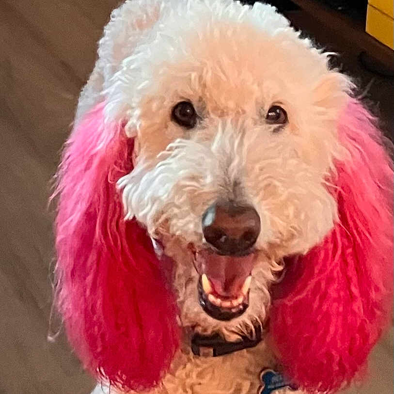 Bella joined the competition — help win amazing prizes! animal, canine, close_up, collar, curly_fur, cute, dog, domestic_animal, friendly, fur, happy, indoors, mammal, pet, pink_ears, poodle, portrait, smiling, tongue_out, white_dog