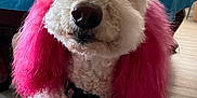 Bella joined the competition — help win amazing prizes! animal, canine, computerhardware, couch, cushion, dog, dogbed, electronics, furniture, hair, hardware, homedecor, monitor, person, pet, poodle, puppy, screen, terrier, whitedog