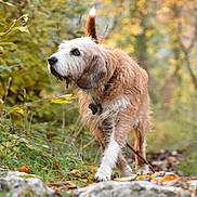 Nando participe au concours pour gagner de l'argent avec cette photo : dog, canine, forest, autumn, leaves, path, stick, outdoor, nature, fur, brown, white, animal, pet, walking, scruffy, trees, grass, daylight, wildlife