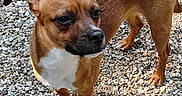 Drake is registered to the contest to win money with this photo: alert, animal, brown_dog, canine, closeup, curious, daylight, dog, ears_up, four_legs, fur, ground, mammal, nature, outdoor, pebbles, pet, small_dog, standing, white_chest