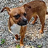 Drake is registered to the contest to win money with this photo: alert, animal, brown_dog, canine, closeup, curious, daylight, dog, ears_up, four_legs, fur, ground, mammal, nature, outdoor, pebbles, pet, small_dog, standing, white_chest
