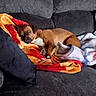 blanket, brown_dog, canine, comfort, couch, cozy, dog, domestic_animal, fur, furniture, household, indoor, nap, paw, pet, relaxation, resting, sleeping, snug, soft