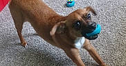 Drake joined the competition — help win amazing prizes! animal, blue_toy, brown_dog, canine, carpet, dog, ears, excited, floor, household, indoor, mouth, paw, pet, pet_toy, playful, stretching, tail, toy, white_bowl