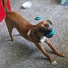 dog, brown_dog, toy, blue_toy, carpet, indoor, playful, pet, stretching, white_bowl, excited, animal, paw, mouth, ears, tail, floor, household, canine, pet_toy