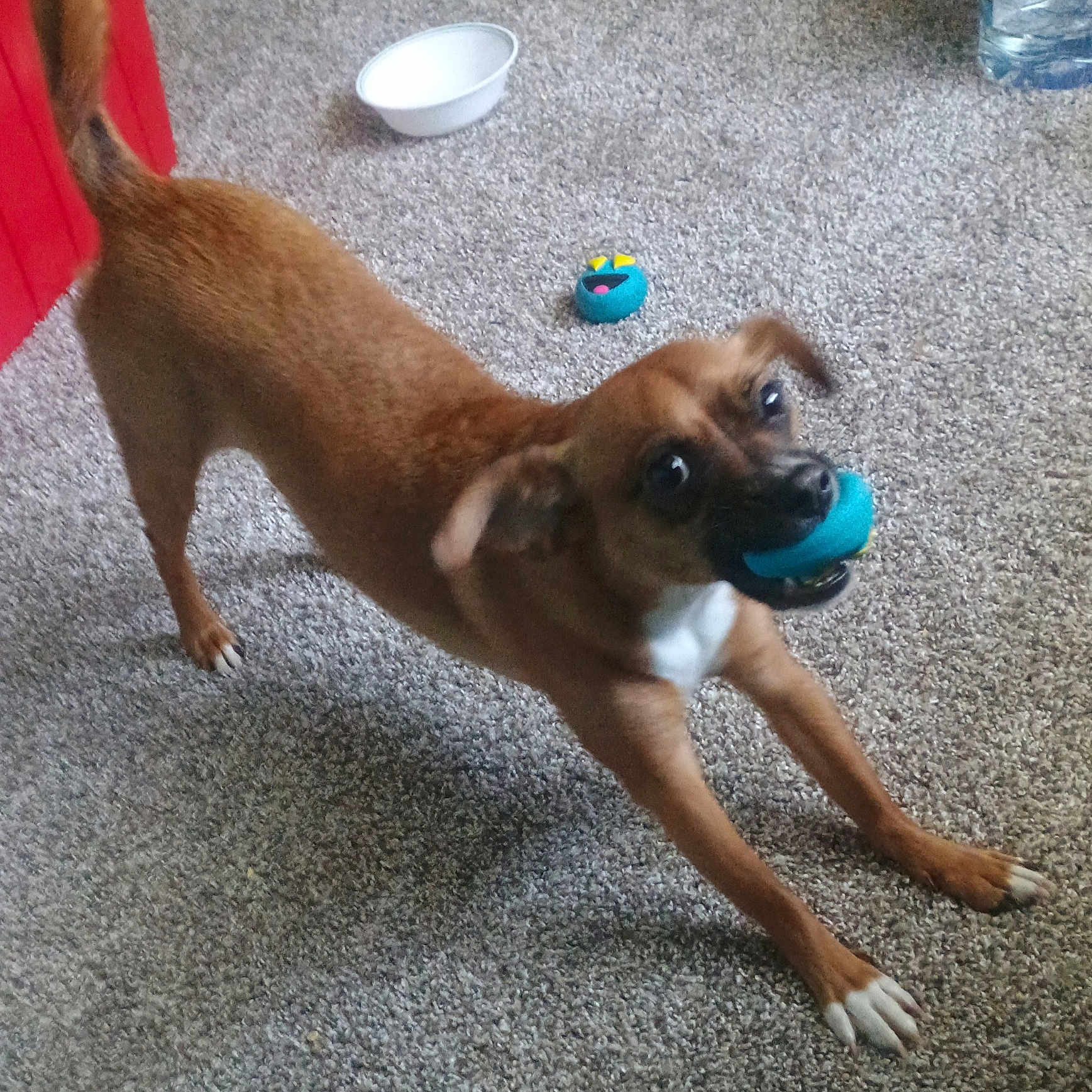 Drake joined the competition — help win amazing prizes! dog, brown_dog, toy, blue_toy, carpet, indoor, playful, pet, stretching, white_bowl, excited, animal, paw, mouth, ears, tail, floor, household, canine, pet_toy