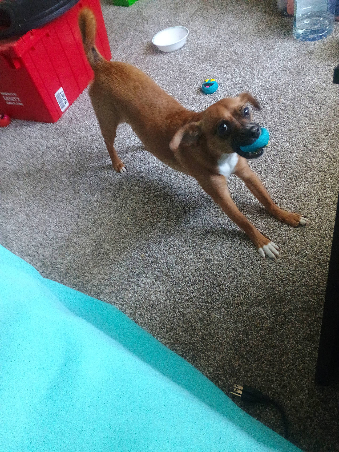 Drake joined the competition — help win amazing prizes! animal, ball, brown_dog, canine, carpet, cute, dog, domestic, ears, floor, household, indoor, mouth_holding, pet, pet_toy, playful, playtime, stretching, tail, toy