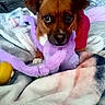 Drake is registered to the contest to win money with this photo: dog, toy, purple, blanket, brown, pet, indoor, cozy, cute, small_dog, fur, looking, eyes, person, hand, cup, resting, soft, comfort, playful