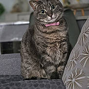 Souplyn a rejoint le concours — aidez-le/la à gagner de superbes lots ! cat, tabby_cat, pet, indoor, couch, gray_fabric, pink_collar, plant, decor, head_tilt, curious, feline, domestic_animal, cozy, living_room, soft_lighting, portrait, fur, whiskers, cute