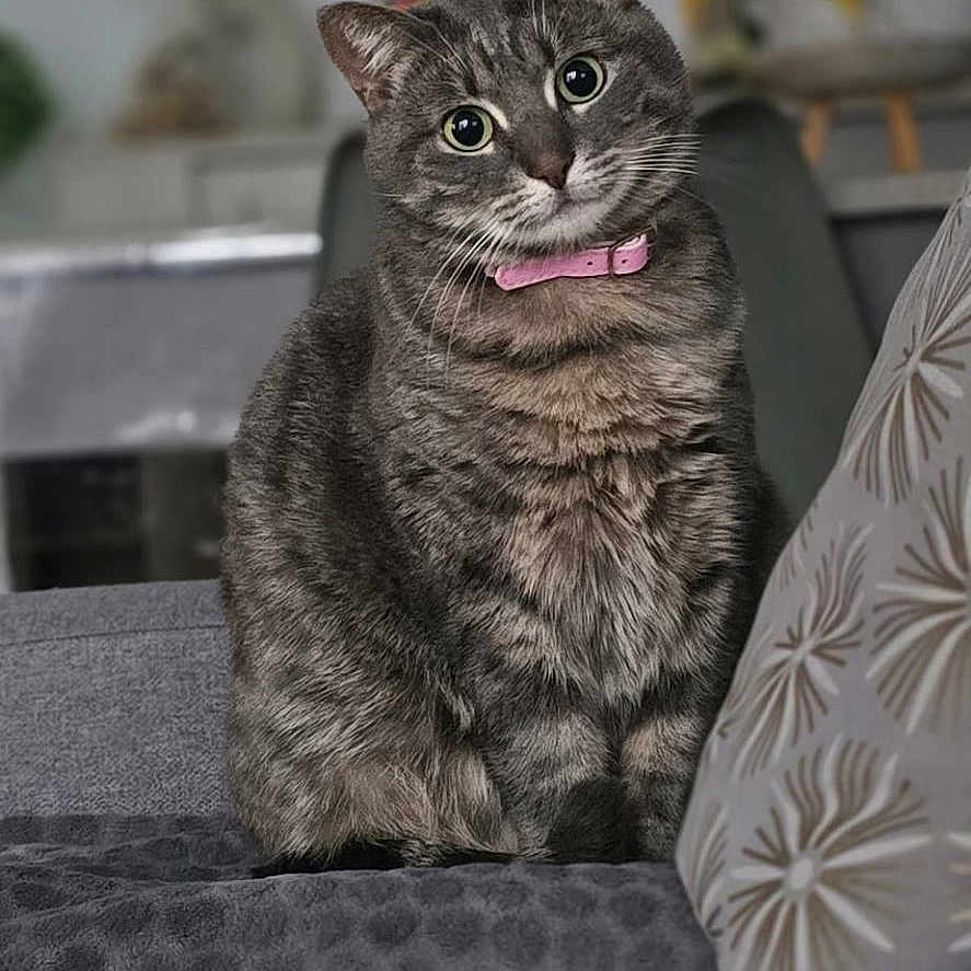 Souplyn a rejoint le concours — aidez-le/la à gagner de superbes lots ! cat, tabby_cat, pet, indoor, couch, gray_fabric, pink_collar, plant, decor, head_tilt, curious, feline, domestic_animal, cozy, living_room, soft_lighting, portrait, fur, whiskers, cute
