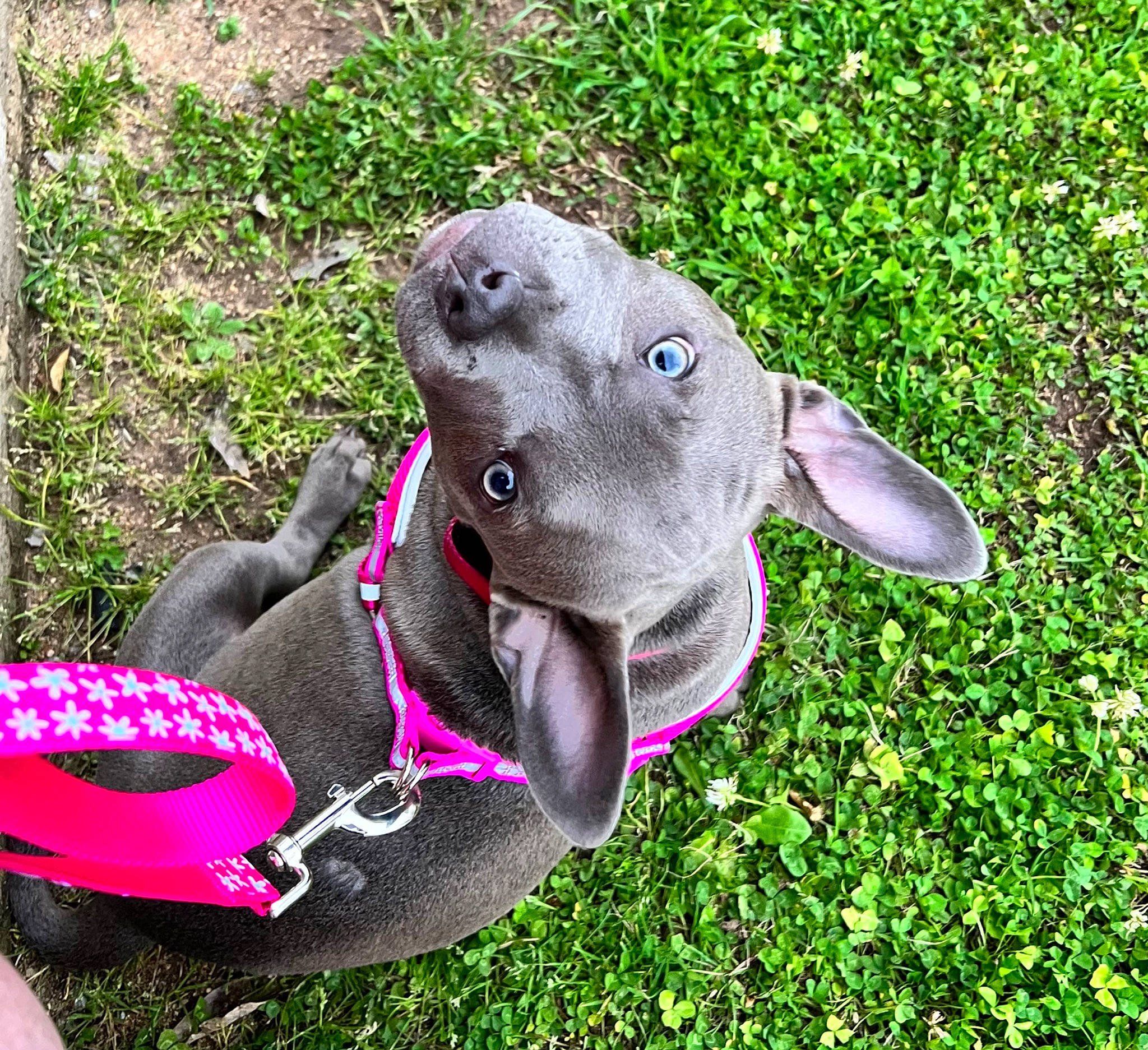 Annie Oakley joined the competition — help win amazing prizes! art, carnivore, collar, companion_dog, dog, dog_breed, dog_collar, dog_supply, fashion_accessory, fawn, grass, groundcover, magenta, pet_supply, plant, stuffed_toy, terrestrial_animal, toy, whiskers, working_animal