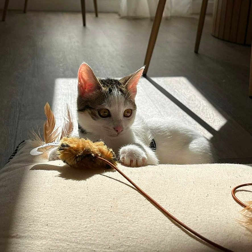 Alaska participe au concours pour gagner de l'argent avec cette photo : accessories, angora, animal, bed, bedroom, canine, cat, dog, egyptiancat, furniture, homedecor, indoors, interiordesign, kitten, leash, manx, pet, room, strap, wood