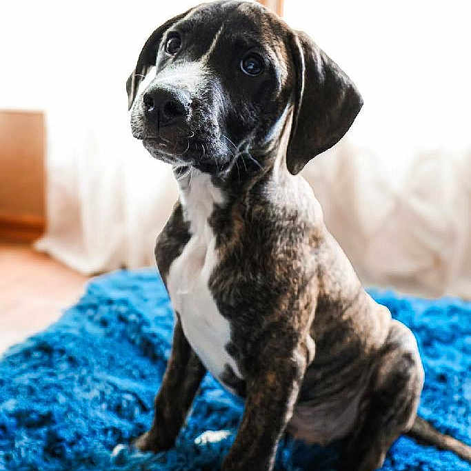 Hank joined the competition — help win amazing prizes! animal, black_nose, blue_rug, brindle, curious, cute, dog, ears, floor, fur, house, indoor, natural_light, pet, puppy, sitting, whiskers, white_paws, window, young_dog