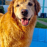 Princess joined the competition — help win amazing prizes! dog, golden_retriever, wet_fur, pool, blue_pool, outdoor, sunny, happy, tongue_out, pet, canine, grass, house, backyard, person, leg, feet, summer, daytime, animal