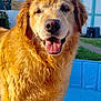 animal, backyard, blue_pool, canine, daytime, dog, feet, golden_retriever, grass, happy, house, leg, outdoor, person, pet, pool, summer, sunny, tongue_out, wet_fur