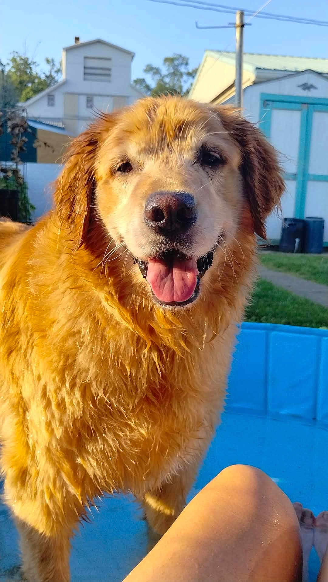 Princess joined the competition — help win amazing prizes! dog, golden_retriever, wet_fur, pool, blue_pool, outdoor, sunny, happy, tongue_out, pet, canine, grass, house, backyard, person, leg, feet, summer, daytime, animal