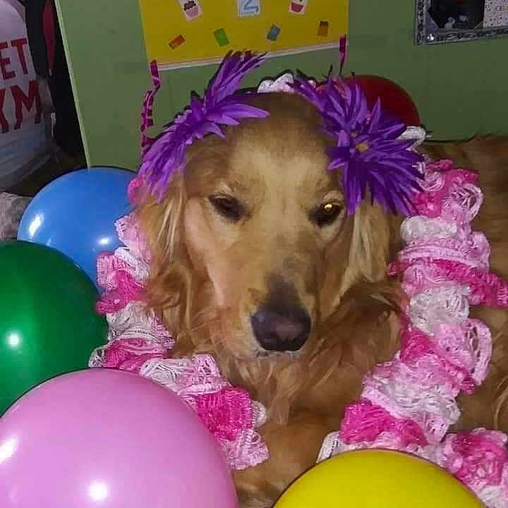 Princess Marie is registered to the contest to win money with this photo: accessories, animal, architecture, baby, balloon, building, canine, dog, flower, flowerarrangement, goldenretriever, hound, outdoors, person, pet, plant, puppy, purple, shelter, sphere