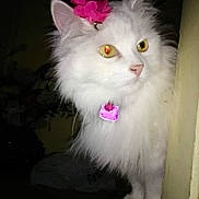 Cuddles is registered to the contest to win money with this photo: angora, animal, canine, carnation, cat, daisy, dog, eskimodog, flower, flowerarrangement, geranium, kitten, manx, pet, petal, plant, pottedplant, purple, rose, white