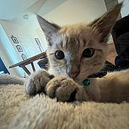 Sammi is registered to the contest to win money with this photo: kitten, cat, close_up, paws, indoor, blanket, collar, bell, living_room, table, wall_art, sofa, ears, whiskers, wide_eyes, fur, portrait, furniture, curious, pet