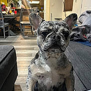 Mela joined the competition — help win amazing prizes! dog, french_bulldog, brindle, pet, indoor, living_room, couch, floor, furniture, chair, table, clock, home, animal, canine, cute, portrait, looking_at_camera, domestic, companion
