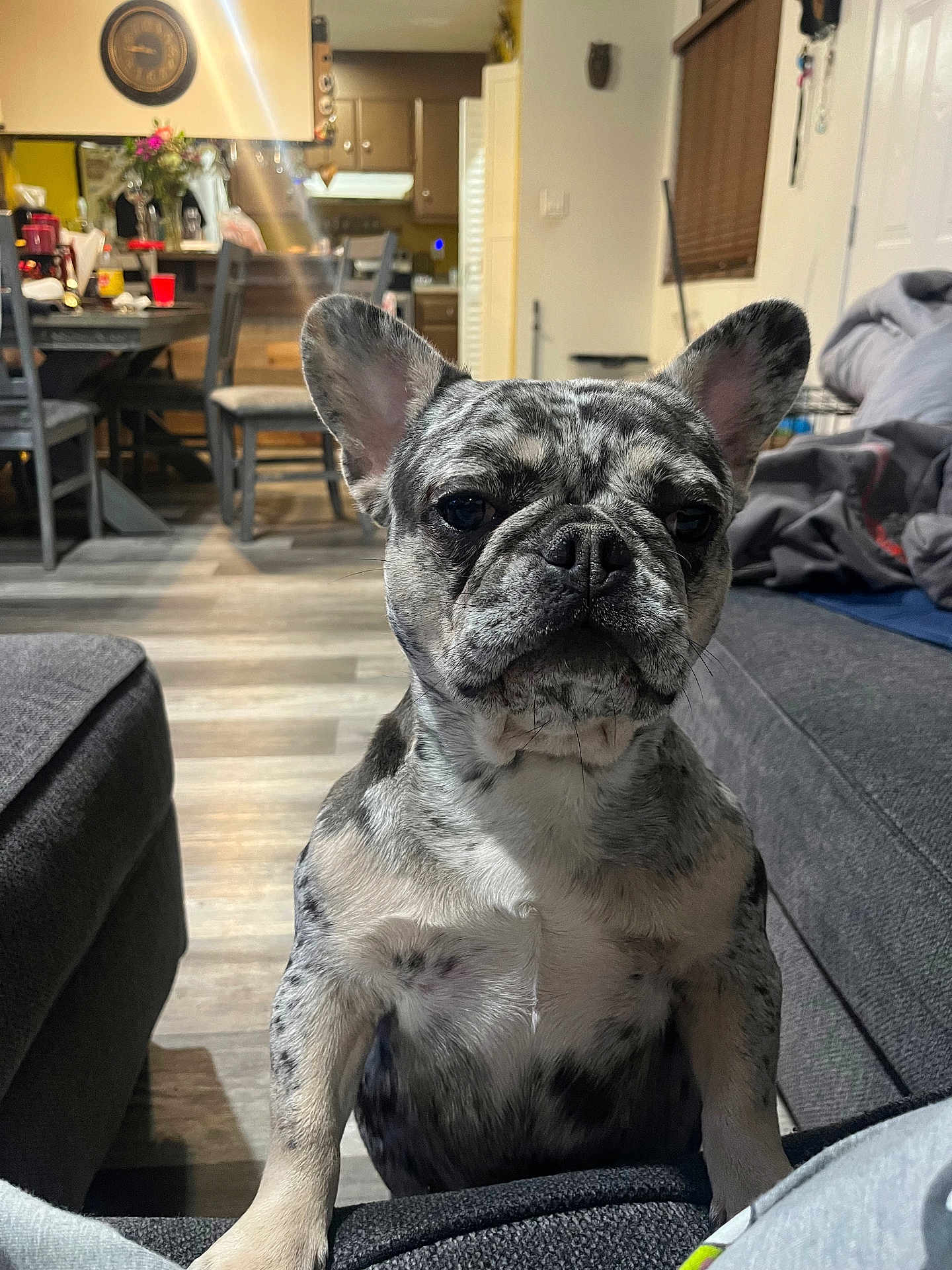 Mela joined the competition — help win amazing prizes! dog, french_bulldog, brindle, pet, indoor, living_room, couch, floor, furniture, chair, table, clock, home, animal, canine, cute, portrait, looking_at_camera, domestic, companion