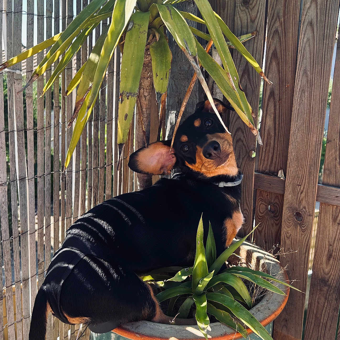 Nala participe au concours pour gagner de l'argent avec cette photo : animal, backyard, black_dog, collar, curious, daylight, dog, fence, flower_pot, green_pot, leaves, nature, outdoor, pet, plant, shadow, sunlight, tan_dog, tilted_head, wooden_fence
