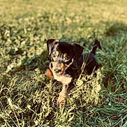 Nala participe au concours pour gagner de l'argent avec cette photo : puppy, dog, grass, outdoor, nature, animal, pet, cute, young, black_and_tan, sunlight, playful, field, fur, ears, eyes, walking, small, adorable, curious