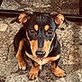 Nala a rejoint le concours — aidez-le/la à gagner de superbes lots ! puppy, dog, black, tan, sitting, floor, stone, outdoor, ears, eyes, cute, pet, animal, young, collar, nose, paws, fur, looking_up, expression