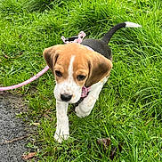Moly participe au concours pour gagner de l'argent avec cette photo : adorable, animal, beagle, collar, cute, dog, ears, exploring, fur, grass, greenery, leash, nature, outdoor, pet, puppy, small, tail, walking, young