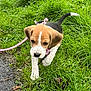adorable, animal, beagle, collar, cute, dog, ears, exploring, fur, grass, greenery, leash, nature, outdoor, pet, puppy, small, tail, walking, young