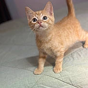 Cheese joined the competition — help win amazing prizes! kitten, cat, orange_tabby, pet, animal, cute, fur, whiskers, bed, quilt, indoor, curious, young, small, mammal, domestic, playful, feline, adorable, looking_up