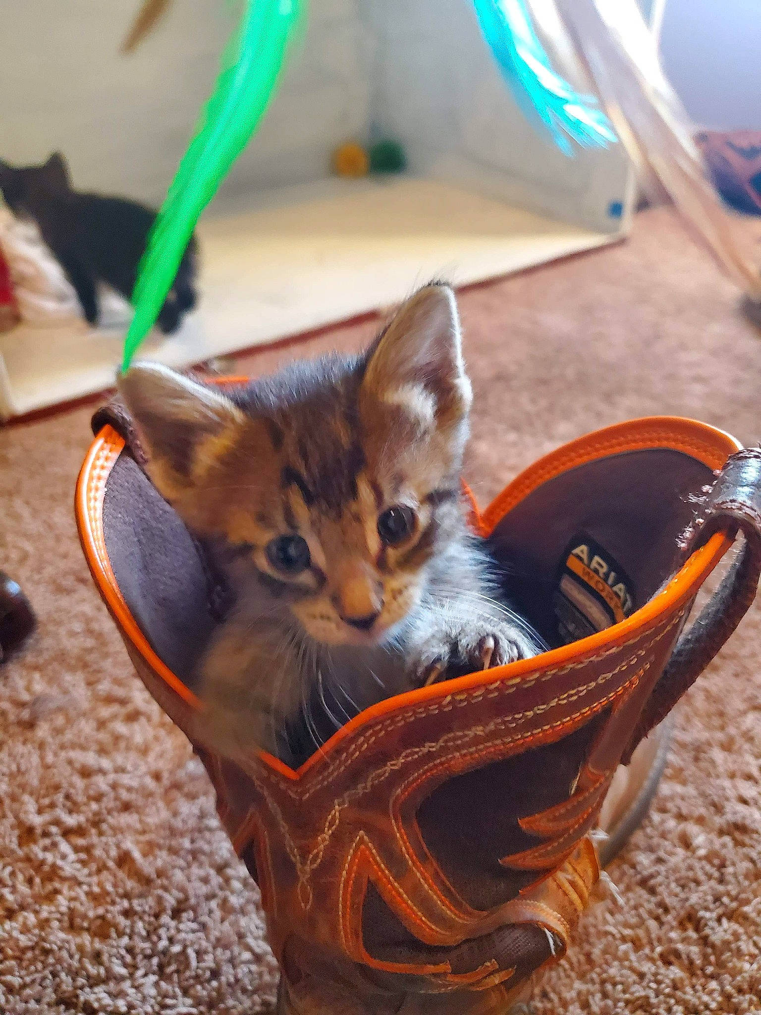 Killer joined the competition — help win amazing prizes! bag, basket, carnivore, cat, cat_supply, domestic_short_haired_cat, fashion_accessory, fawn, felidae, fur, grass, pet_supply, sitting, small_to_medium_sized_cats, storage_basket, tail, toy, whiskers, wicker, wood