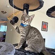 Hérmes is registered to the contest to win money with this photo: cat, kitten, gray_tabby, blue_collar, cat_tree, toy, indoor, pet, whiskers, playful, fur, ears, tail, paws, wall_art, string, lights, window, home, curious