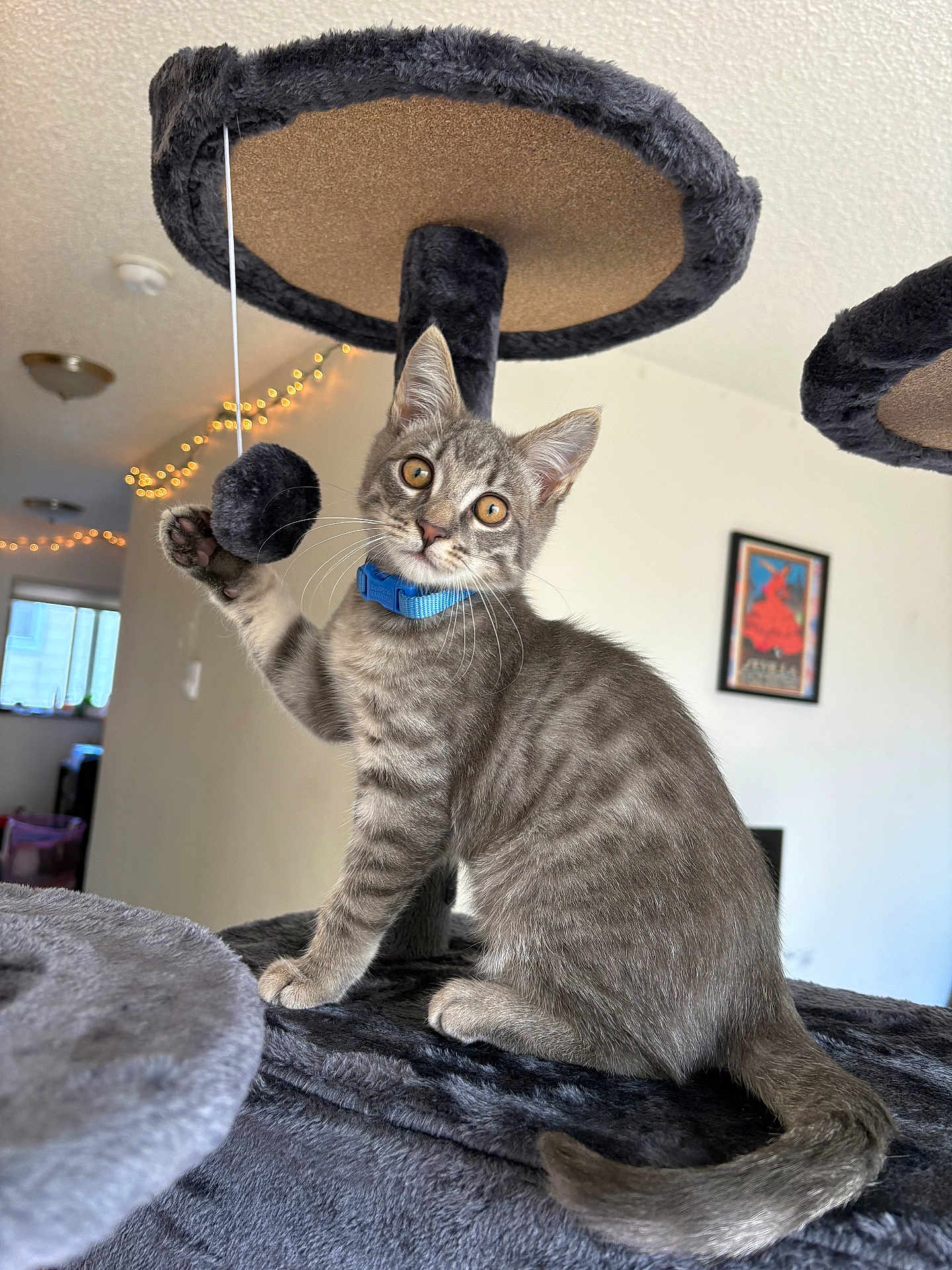 Hérmes is registered to the contest to win money with this photo: cat, kitten, gray_tabby, blue_collar, cat_tree, toy, indoor, pet, whiskers, playful, fur, ears, tail, paws, wall_art, string, lights, window, home, curious