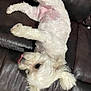 Coco Oro is registered to the contest to win money with this photo: animal, blur, canine, cozy, cute, dog, fluffy, fur, furniture, home, indoor, leather_couch, lying_down, mischievous, pet, playful, relaxed, small_dog, tongue_out, white_dog