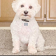 Coco Oro is registered to the contest to win money with this photo: dog, white_dog, pet, cute, curious, fluffy, indoor, countertop, kitchen, cabinet, fur, animal, sitting, collar, tag, small_dog, companion, domestic, friendly, household