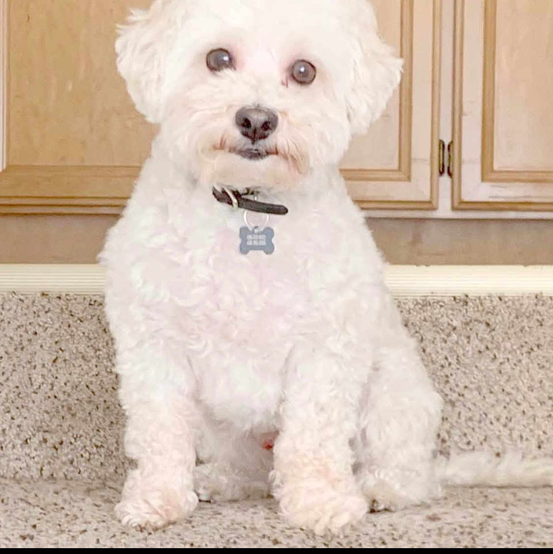 Coco Oro is registered to the contest to win money with this photo: dog, white_dog, pet, cute, curious, fluffy, indoor, countertop, kitchen, cabinet, fur, animal, sitting, collar, tag, small_dog, companion, domestic, friendly, household