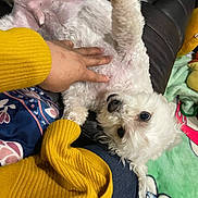 Coco Oro joined the competition — help win amazing prizes! animal, belly_rub, blanket, comfort, couch, cozy, cute, dog, friendly, fur, hand, home, indoor, looking_up, pet, playful, relaxed, resting, white_dog, yellow_sweater
